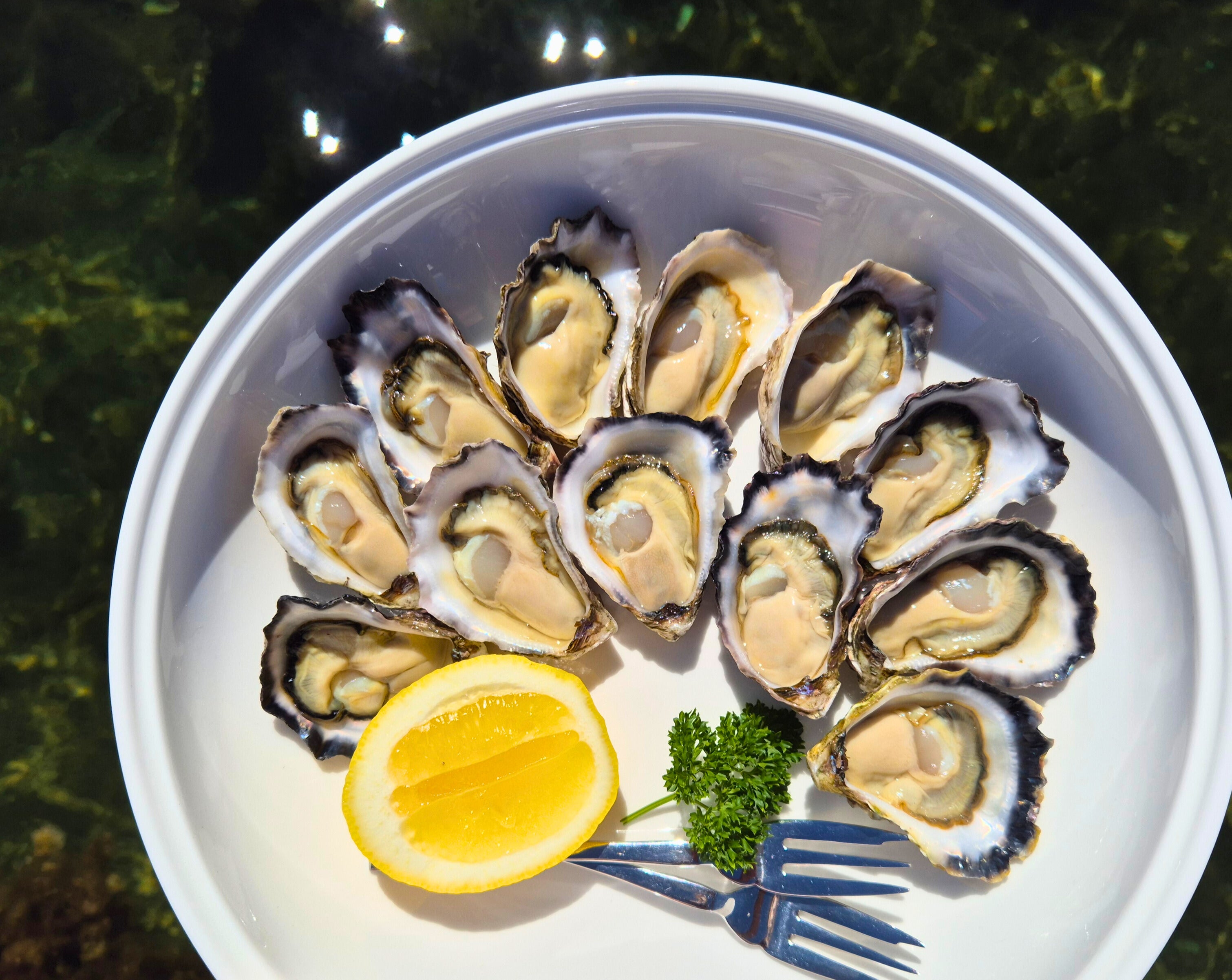 1 Dozen Freshly Shucked Sydney Rock Oysters – Shane’s Seafood